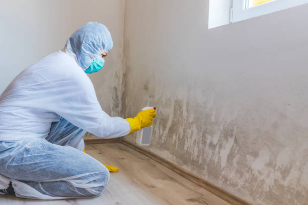 Licensed Mold Remediation service in North Andover, MA - WQB Mold Removal